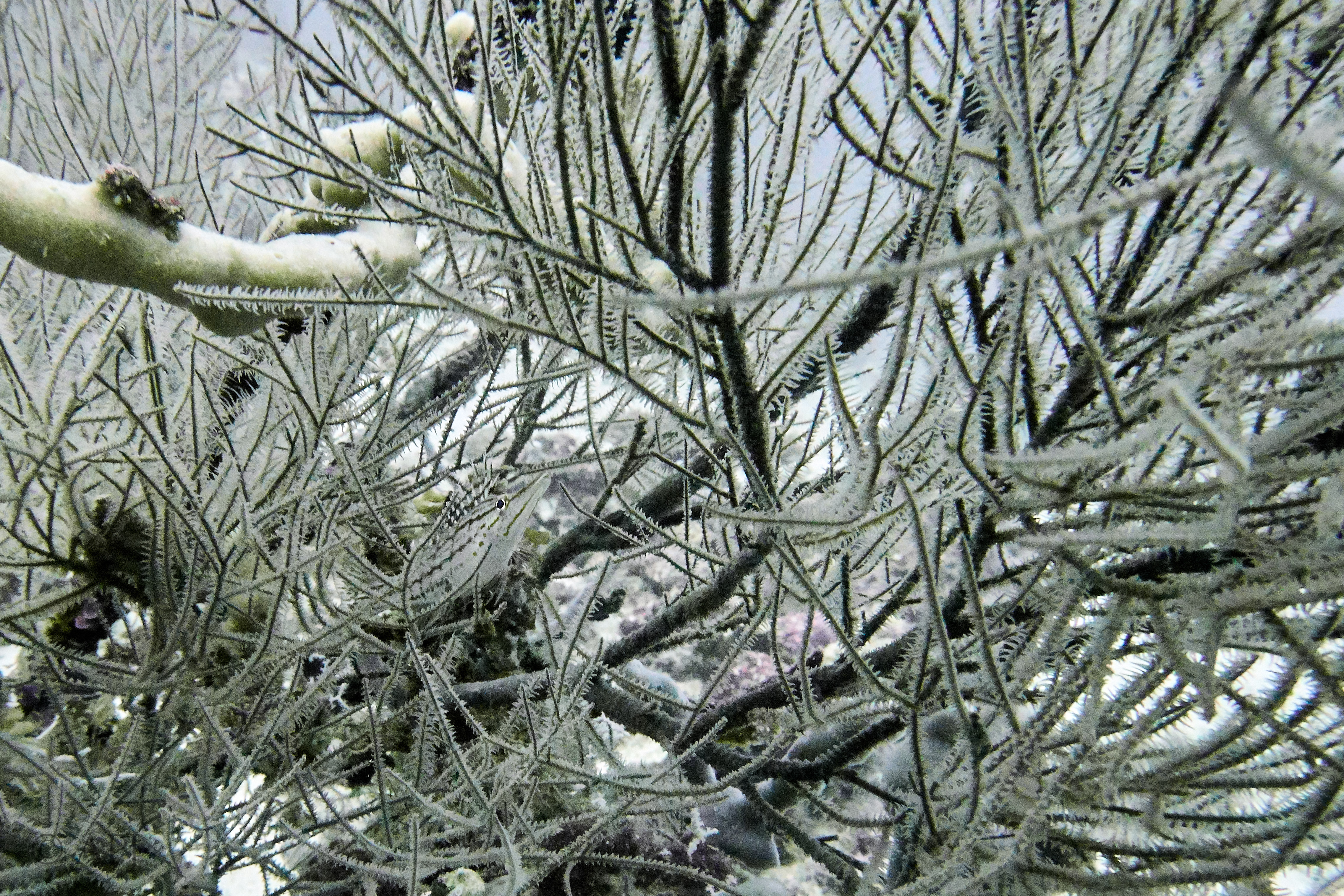 000929 16 08 17  Canon PowerShot G7 X Mark II   Malediven2017